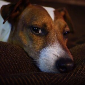 Calm Jack Russell Terrier