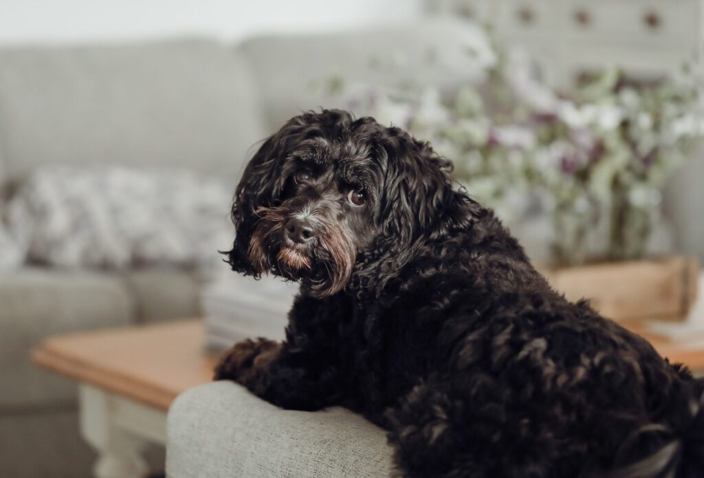 Calm Curly Haired Dog on Couch in House