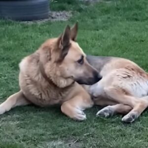 well trained german shepherd laying in grass